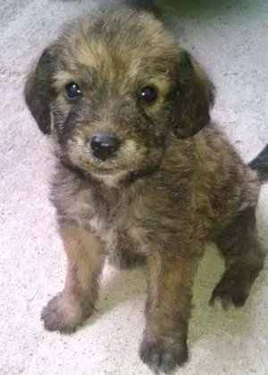 Cachorro raça vira lata idade Abaixo de 2 meses nome nao tem