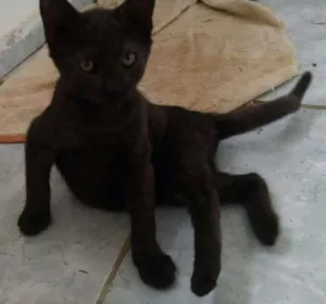 Gato raça  idade 2 a 6 meses nome Café