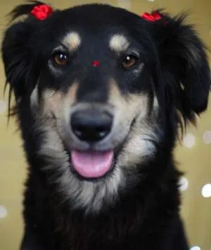 Cachorro raça SRD idade 1 ano nome Angelina