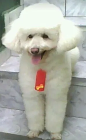 Cachorro raça Poodle idade 6 ou mais anos nome Panda