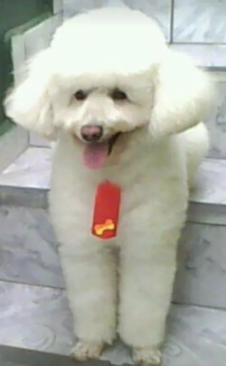 Cachorro ra a Poodle idade 6 ou mais anos nome Panda