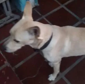 Cachorro raça SRD idade 2 anos nome troy