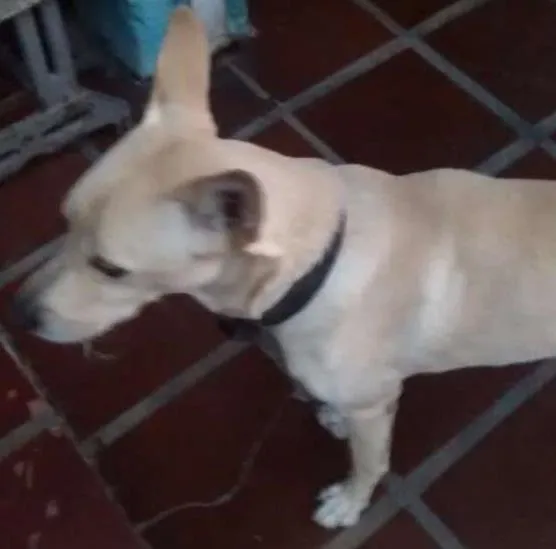 Cachorro ra a SRD idade 2 anos nome troy