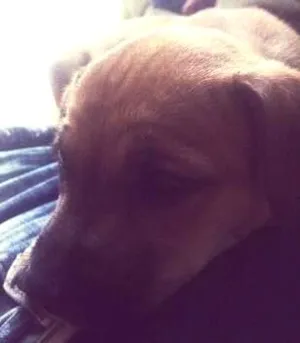 Cachorro raça SRD idade 2 a 6 meses nome Lola