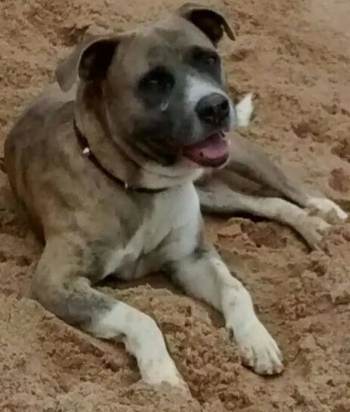 Cachorro ra a Boxer idade 4 anos nome Max GRATIFICA