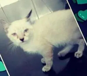 Gato raça  idade 2 a 6 meses nome Sem Nomes 