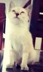 Gato ra a  idade 2 a 6 meses nome Sem Nomes 
