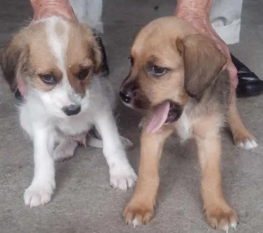 Cachorro ra a Srd idade 2 a 6 meses nome Sem nomes