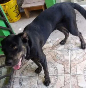 Cachorro raça Labrador idade 7 a 11 meses nome Will Smitch