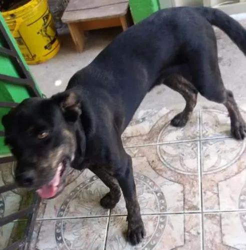 Cachorro ra a Labrador idade 7 a 11 meses nome Will Smitch