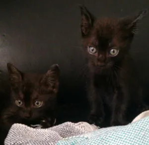 Gato raça Sianês idade 2 a 6 meses nome Nico e guto