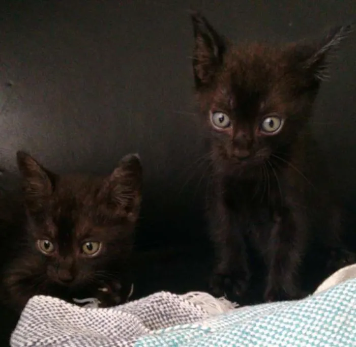 Gato ra a Sianês idade 2 a 6 meses nome Nico e guto