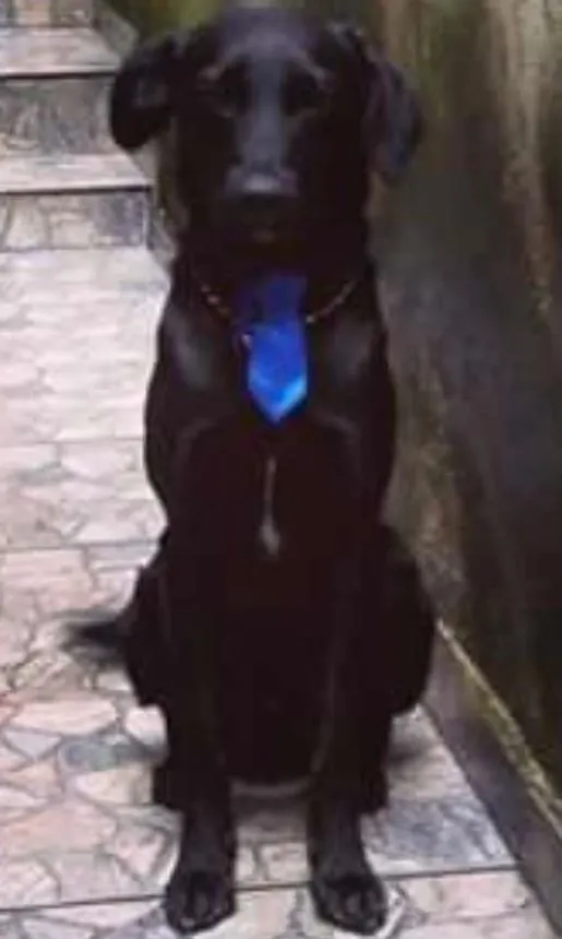Cachorro ra a VIRA-LATA COM LABRADOR idade 1 ano nome BUD