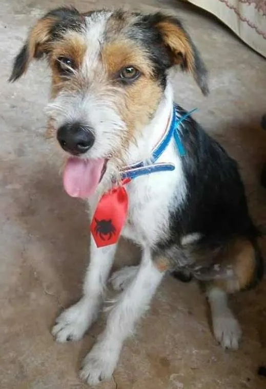 Cachorro ra a Vira-lata idade 7 a 11 meses nome Estopinha