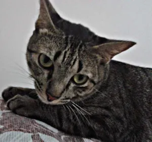 Gato raça SRD idade 2 anos nome Helga