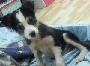 Cachorro raça viral lata idade 2 a 6 meses nome tate 
