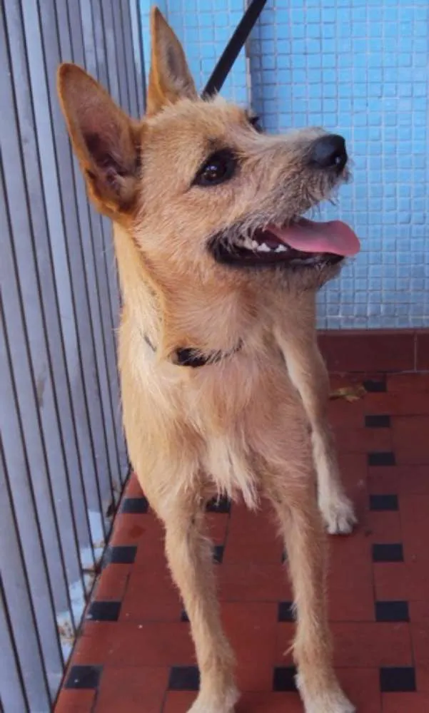 Cachorro ra a SRD idade 1 ano nome Lili