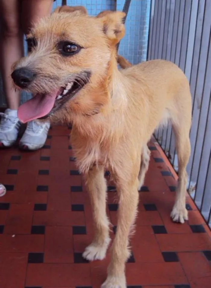 Cachorro ra a SRD idade 1 ano nome Lili