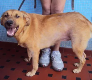 Cachorro raça SRD idade 3 anos nome Catarina