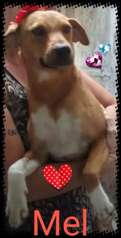Cachorro ra a SRD idade 2 anos nome mel