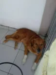 Meninão