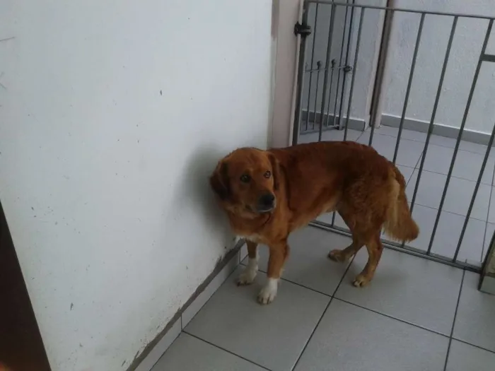 Cachorro ra a Golden Retriever idade 3 anos nome Meninão