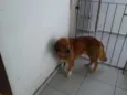 Meninão