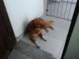Meninão