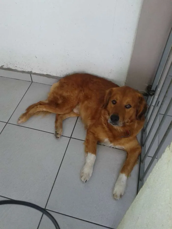 Cachorro ra a Golden Retriever idade 3 anos nome Meninão
