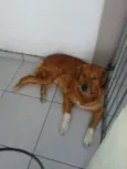 Meninão