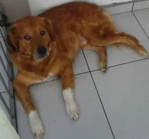Cachorro raça Golden Retriever idade 3 anos nome Meninão