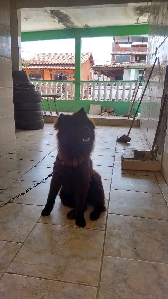 Cachorro raça Chau chau idade 1 ano nome Bryan