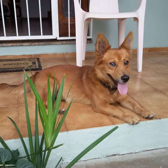 Cachorro ra a  idade 3 anos nome Stuart