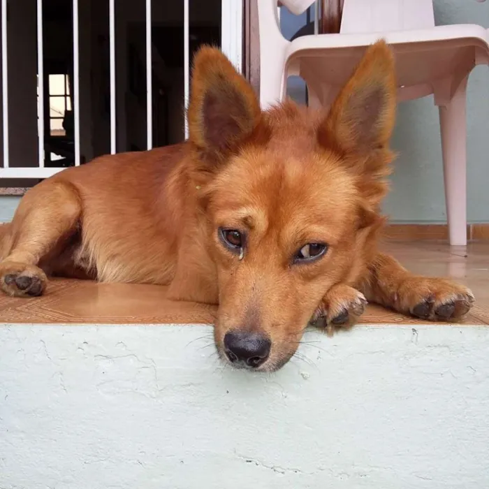 Cachorro ra a  idade 3 anos nome Stuart