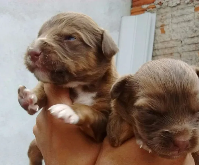 Cachorro ra a  idade Abaixo de 2 meses nome sem nome