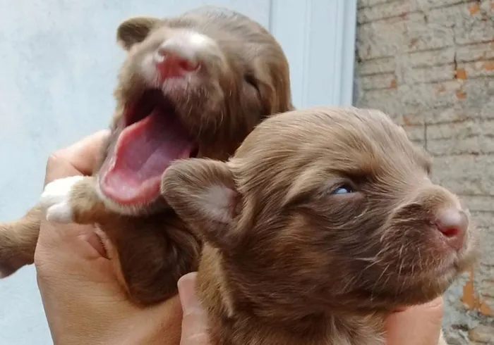 Cachorro ra a  idade Abaixo de 2 meses nome sem nome