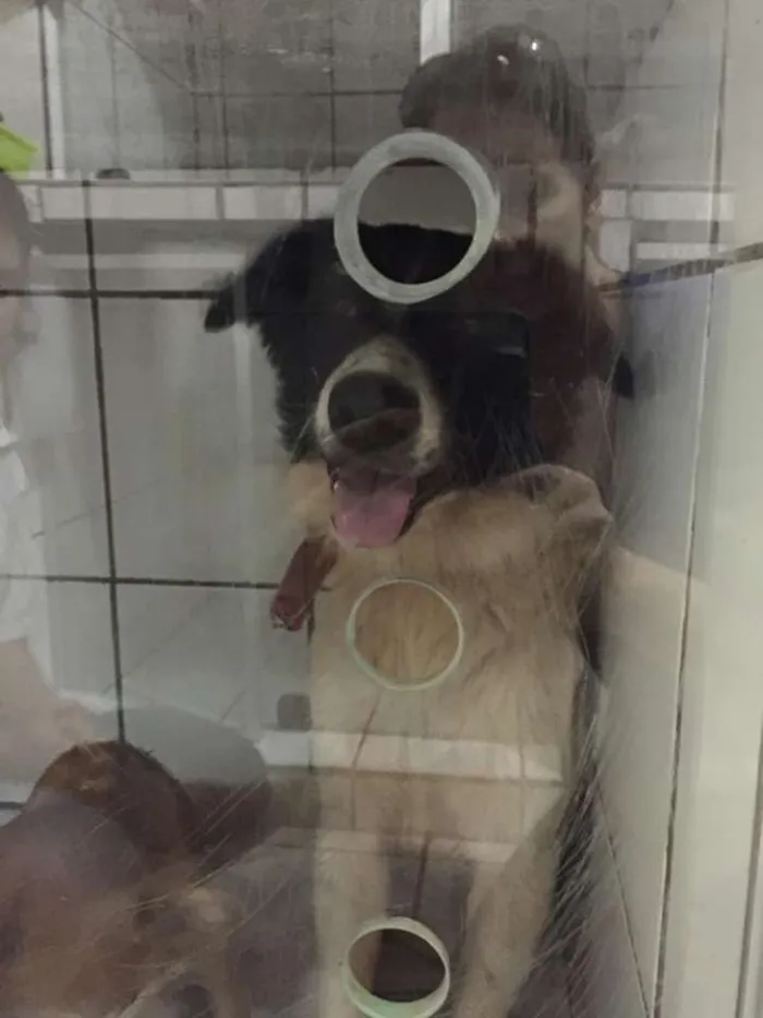 Cachorro ra a Border Collie  idade 3 anos nome Madona