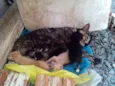 Frajola Gorda Baby 
