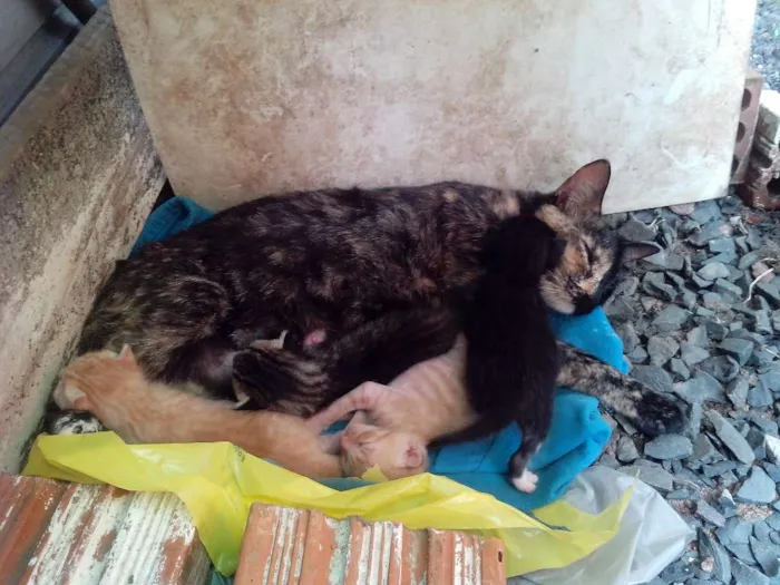 Gato ra a Srd idade Abaixo de 2 meses nome Frajola Gorda Baby 