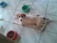 Pintado
