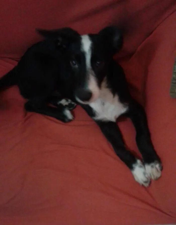 Cachorro ra a  idade 2 a 6 meses nome Bruce