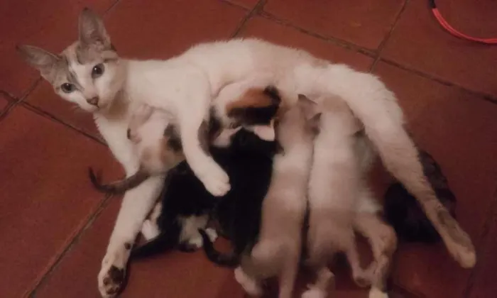 Gato ra a Mista idade 2 a 6 meses nome Não tem nomes