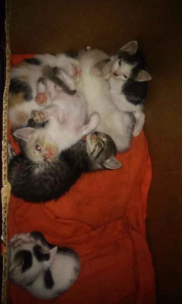 Gato ra a Mista idade 2 a 6 meses nome Não tem nomes