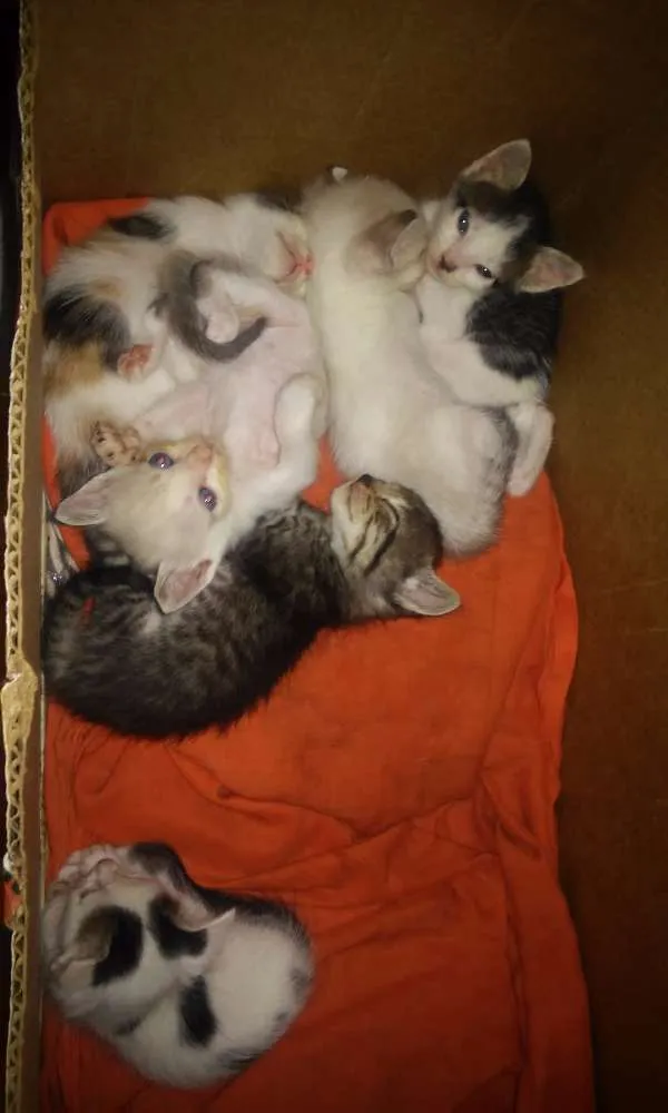 Gato ra a Mista idade 2 a 6 meses nome Não tem nomes
