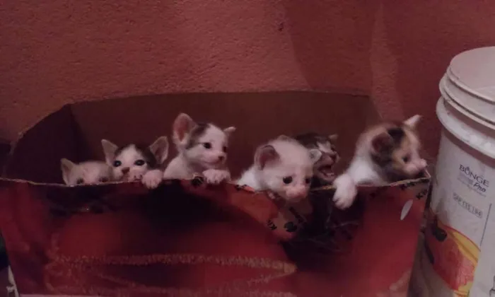 Gato ra a Mista idade 2 a 6 meses nome Não tem nomes