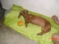 BASSET
