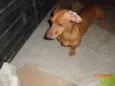 BASSET