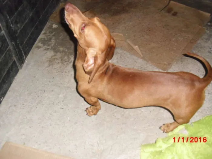 Cachorro ra a Basset-Cofap idade 1 ano nome BASSET