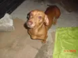 BASSET