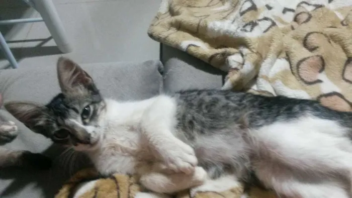 Gato ra a sem raça  idade 2 a 6 meses nome Naninho